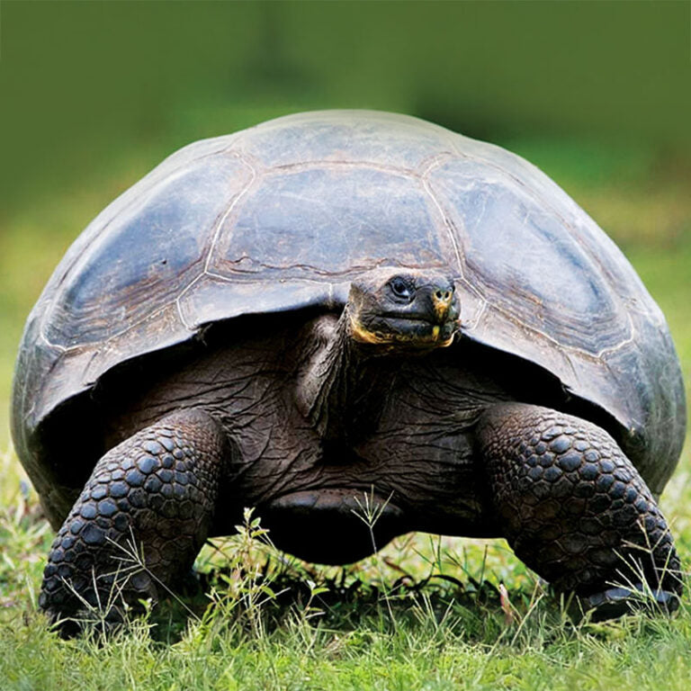 Withdraw To Win