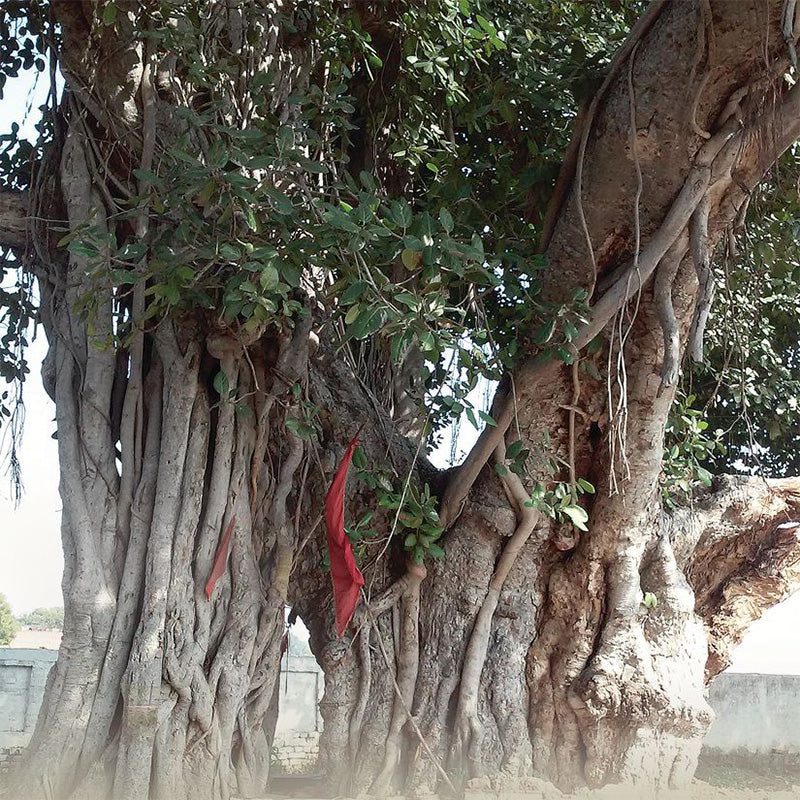 Banyan Trees