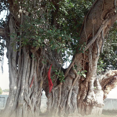 Banyan Trees
