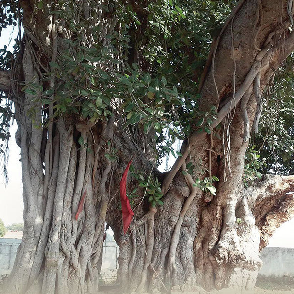 Banyan Trees
